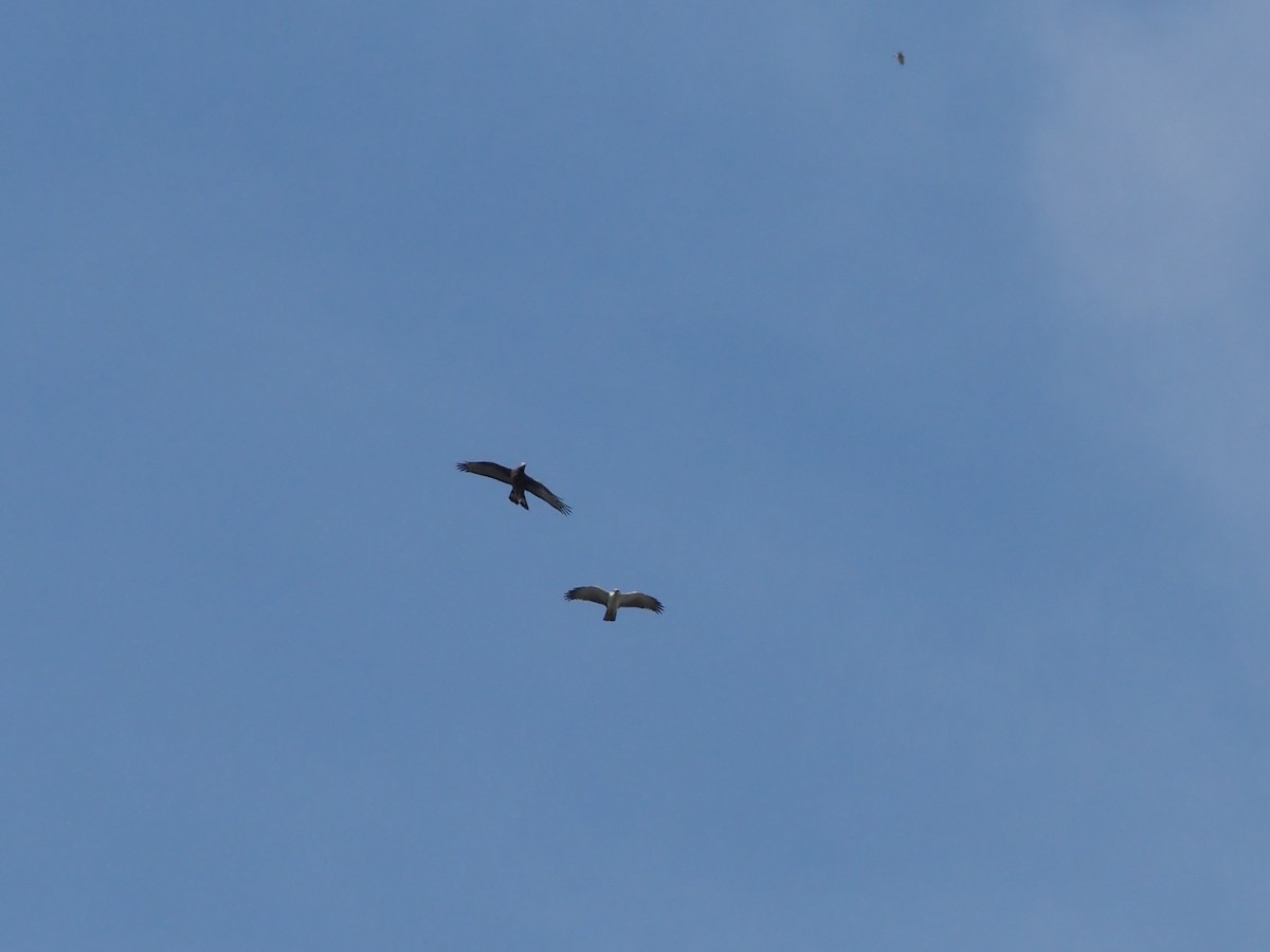 Oriental Honey-buzzard - ML645313808