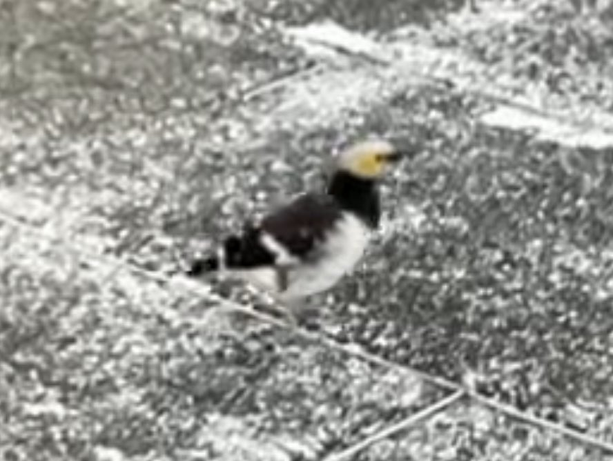 Black-collared Starling - ML645313818