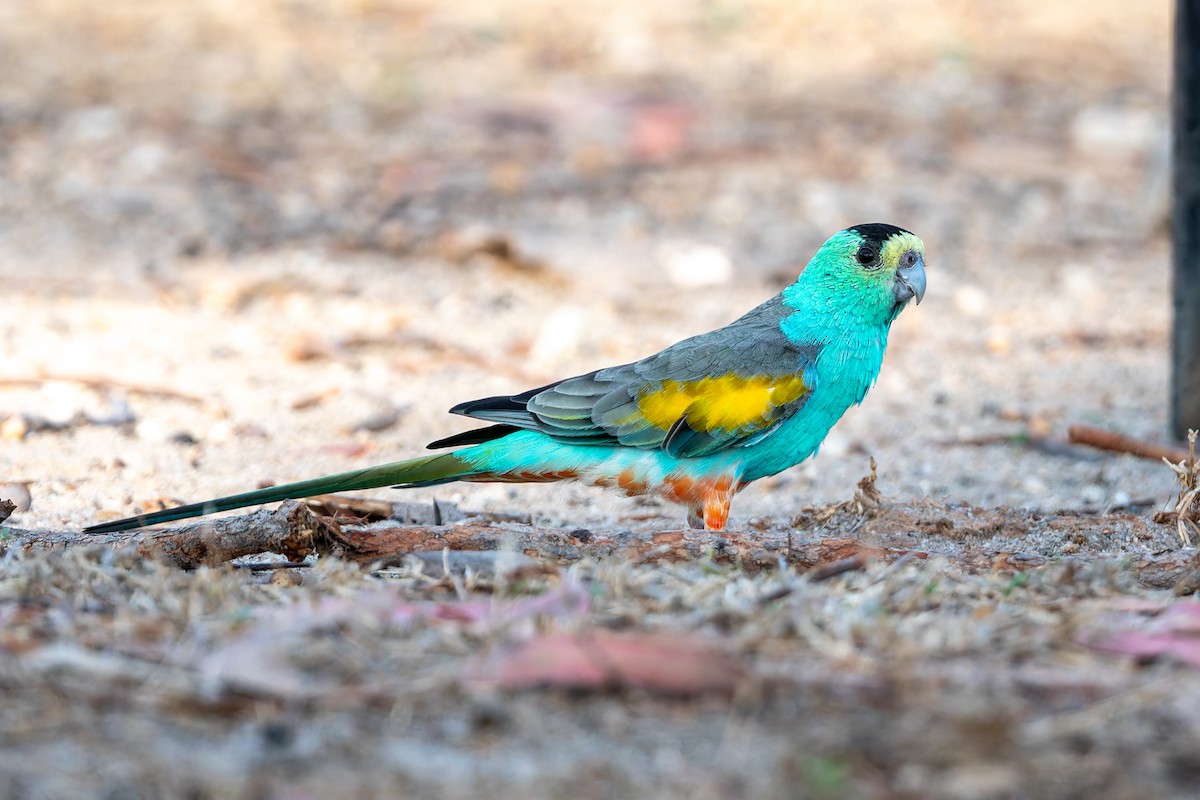 Golden-shouldered Parrot - ML645313824