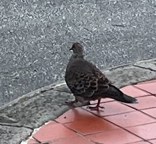 Oriental Turtle-Dove - ML645313842