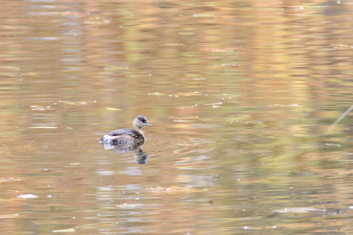 Little Grebe - ML645313844