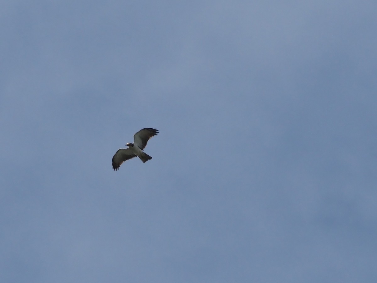 Rufous-bellied Eagle - ML645313852