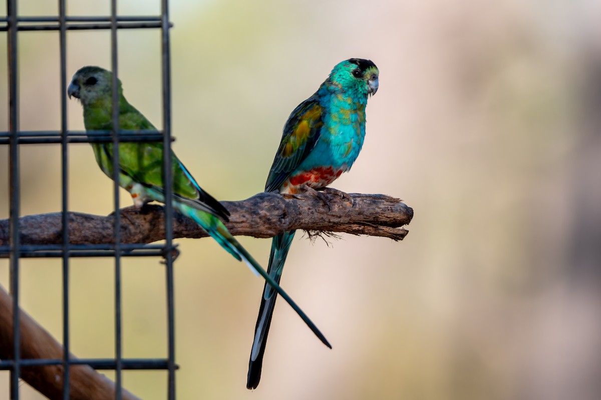 Golden-shouldered Parrot - ML645313854