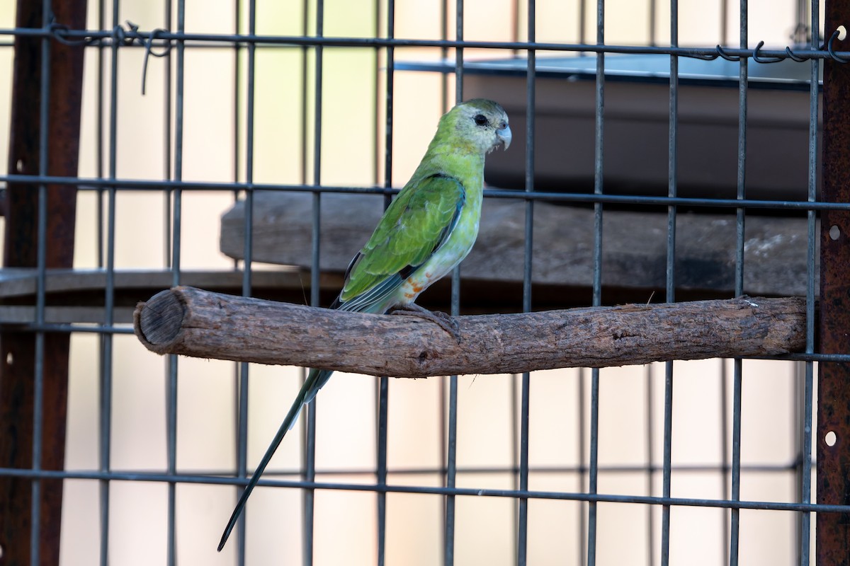 Golden-shouldered Parrot - ML645313855