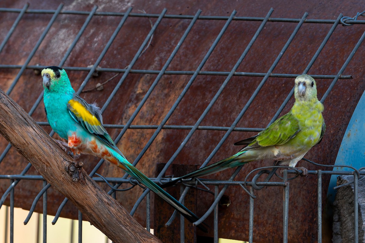 Golden-shouldered Parrot - ML645313856