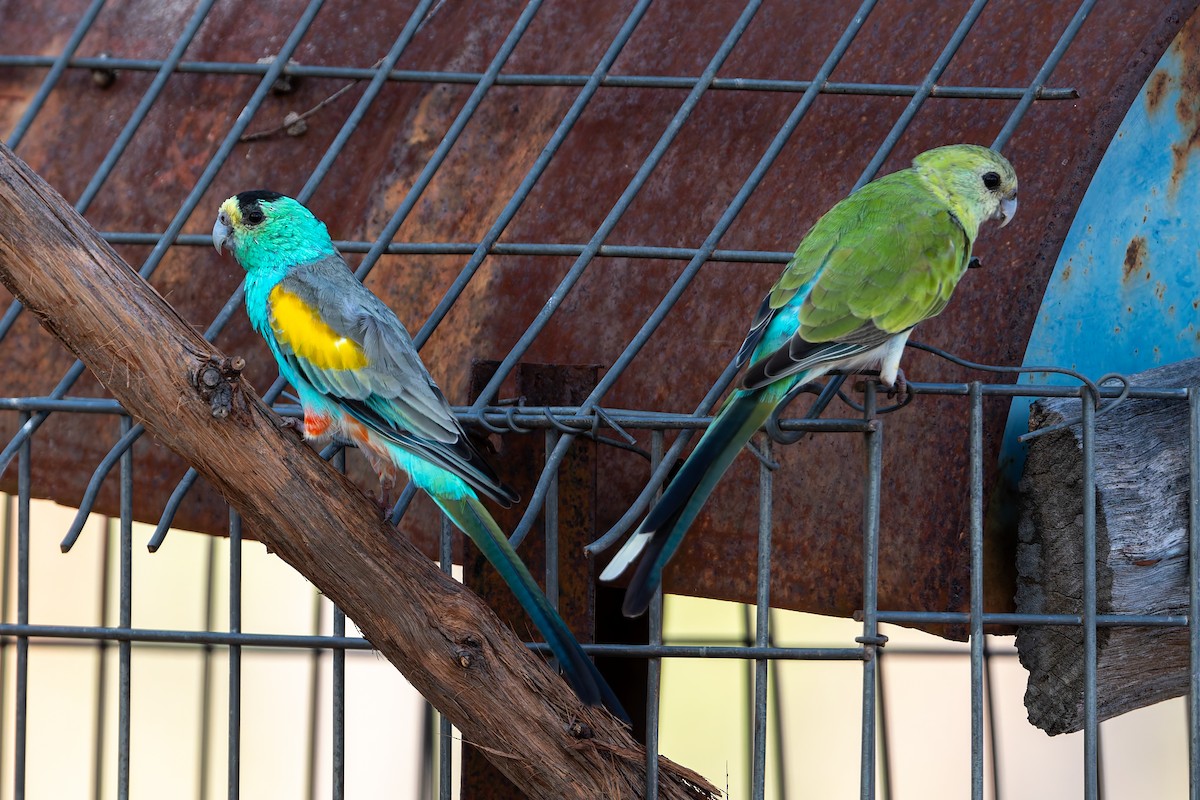 Golden-shouldered Parrot - ML645313857