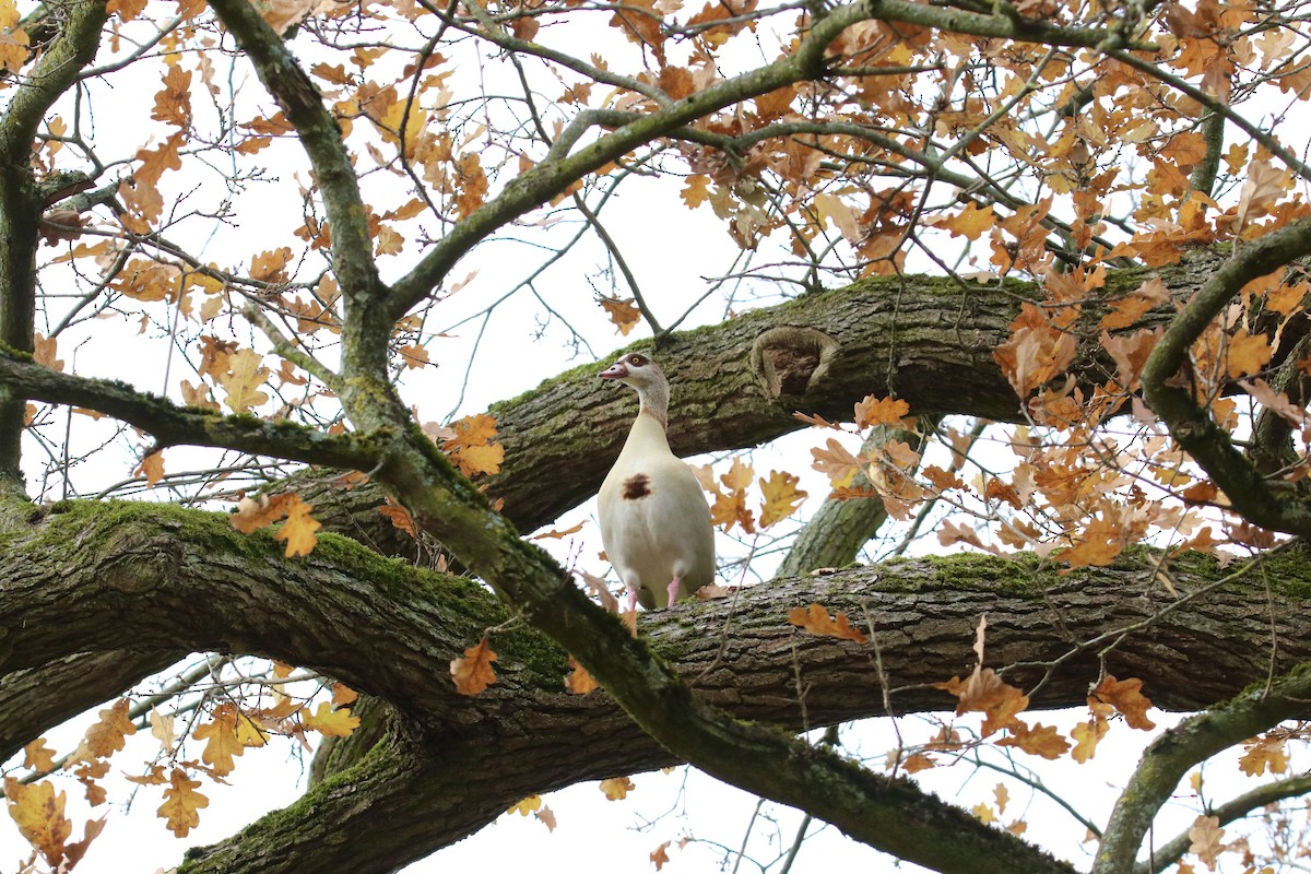 Egyptian Goose - ML645313877