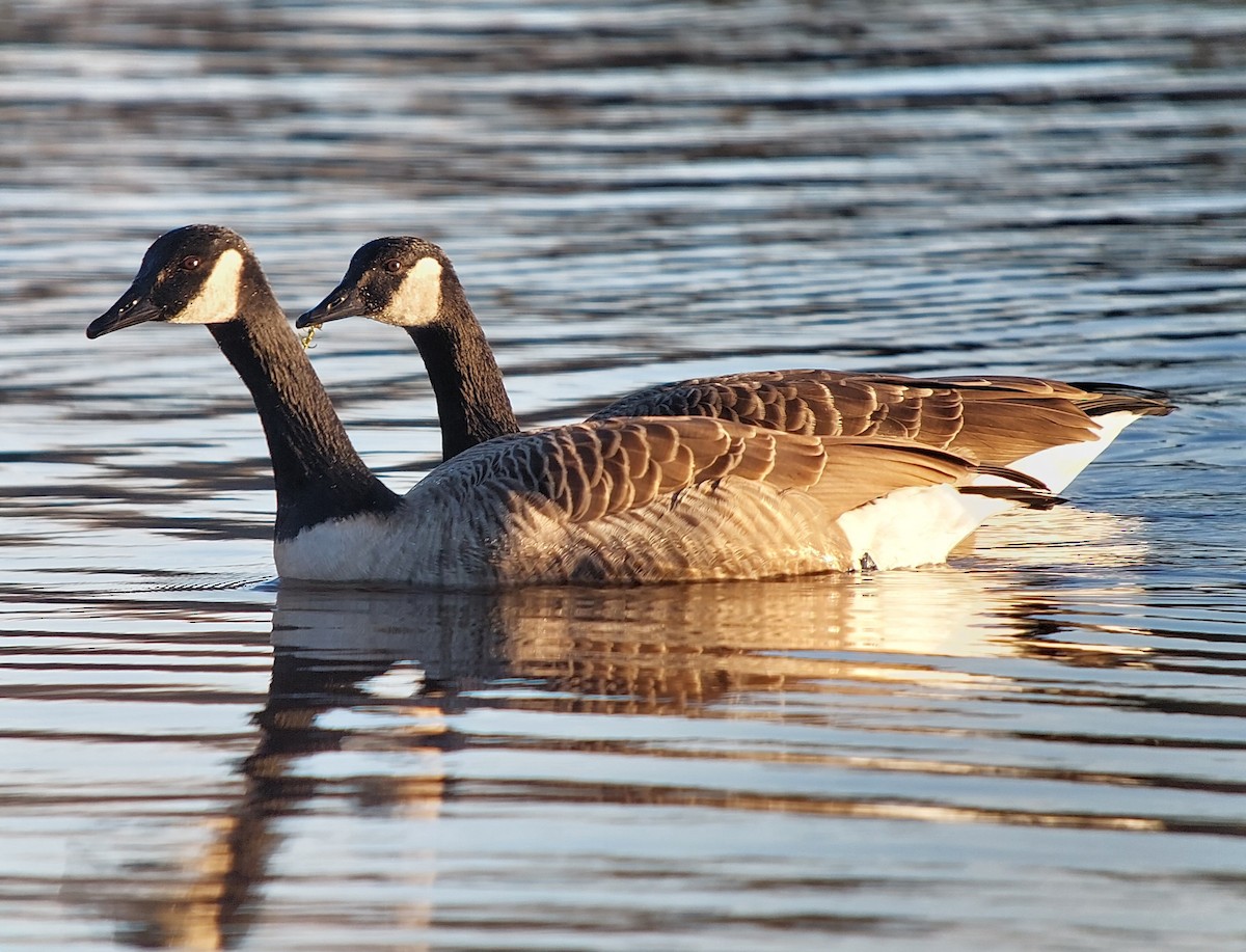 Barnacla Canadiense Grande - ML645313900