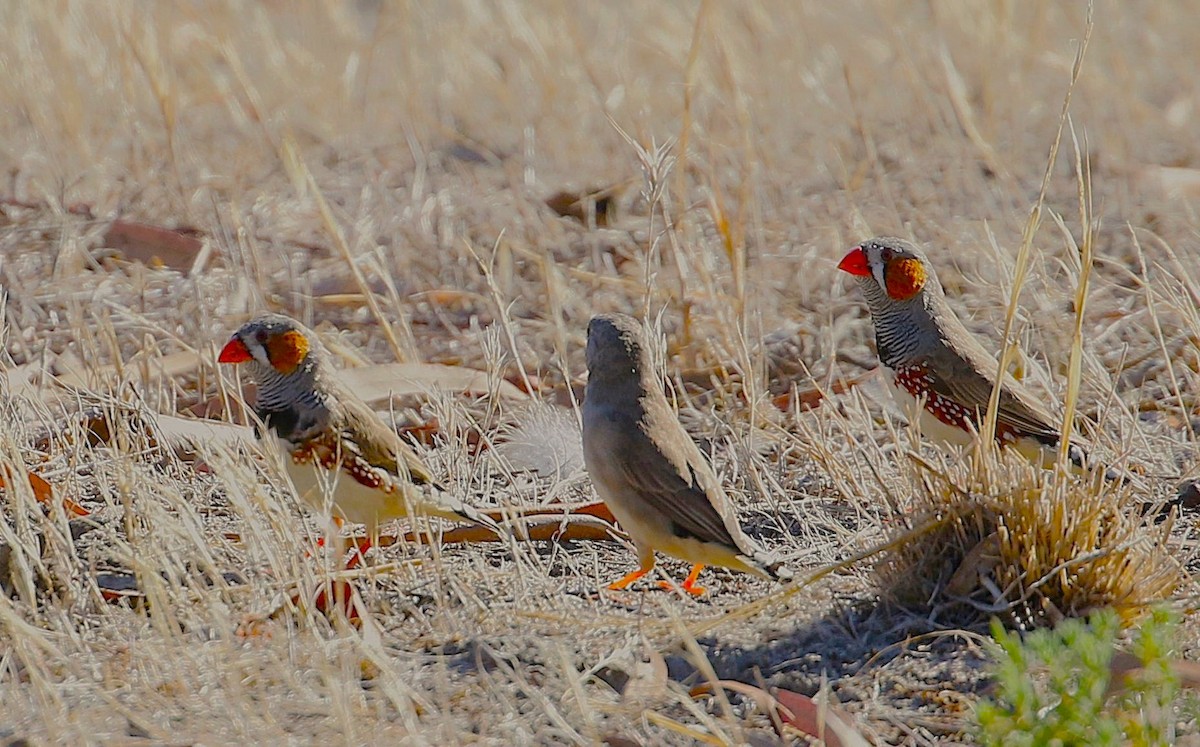 Zebra Finch - ML645313902
