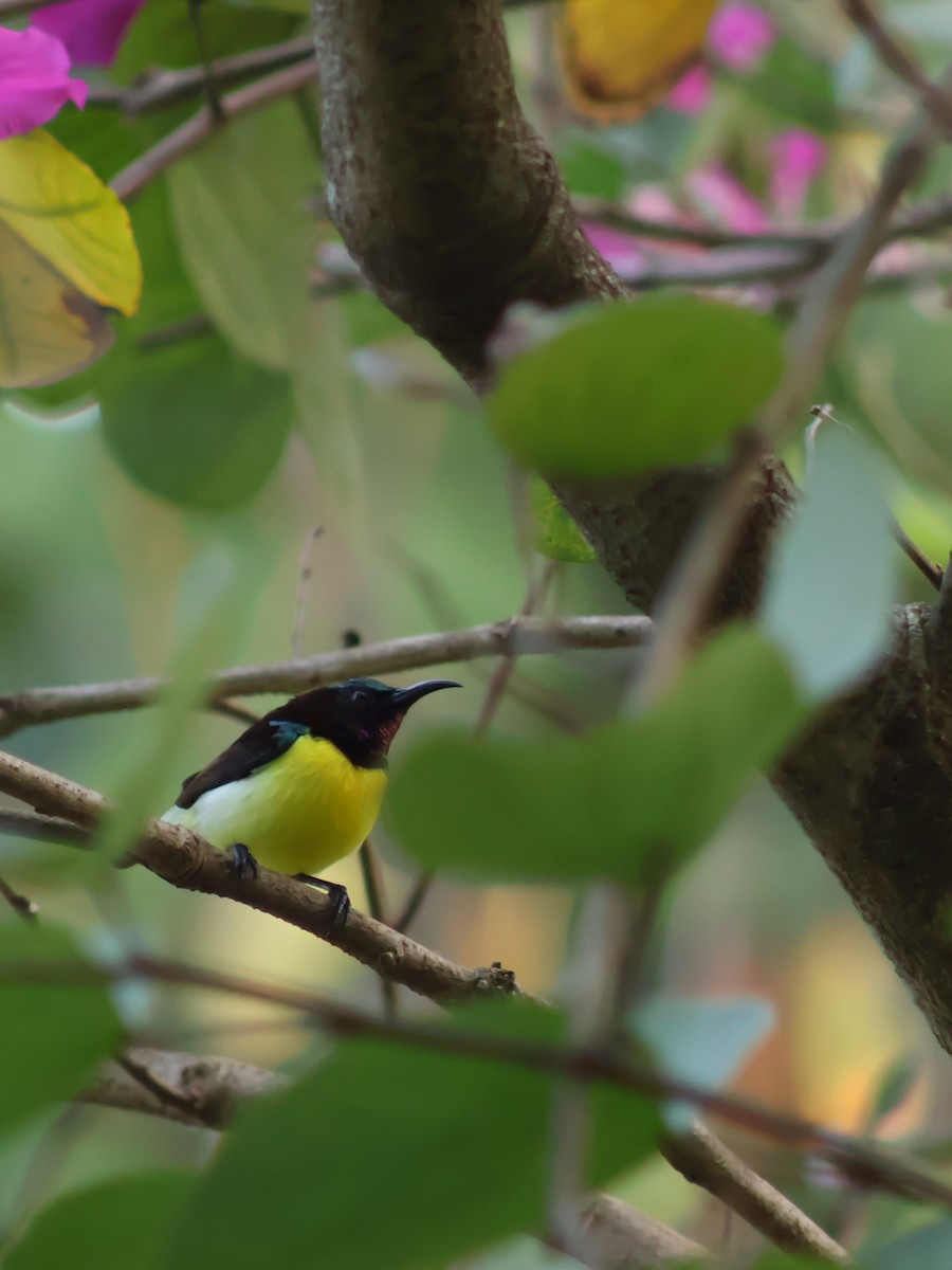 Purple-rumped Sunbird - ML645313916