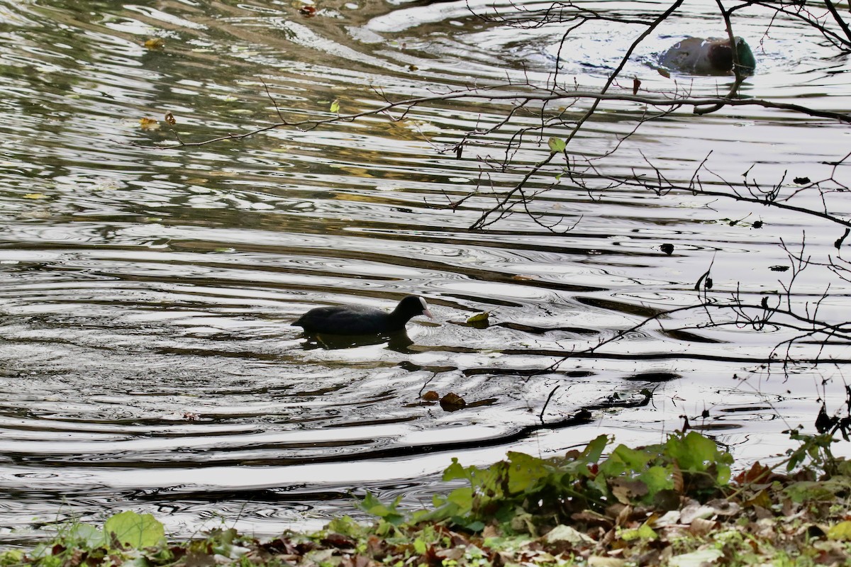 Eurasian Coot - ML645313917