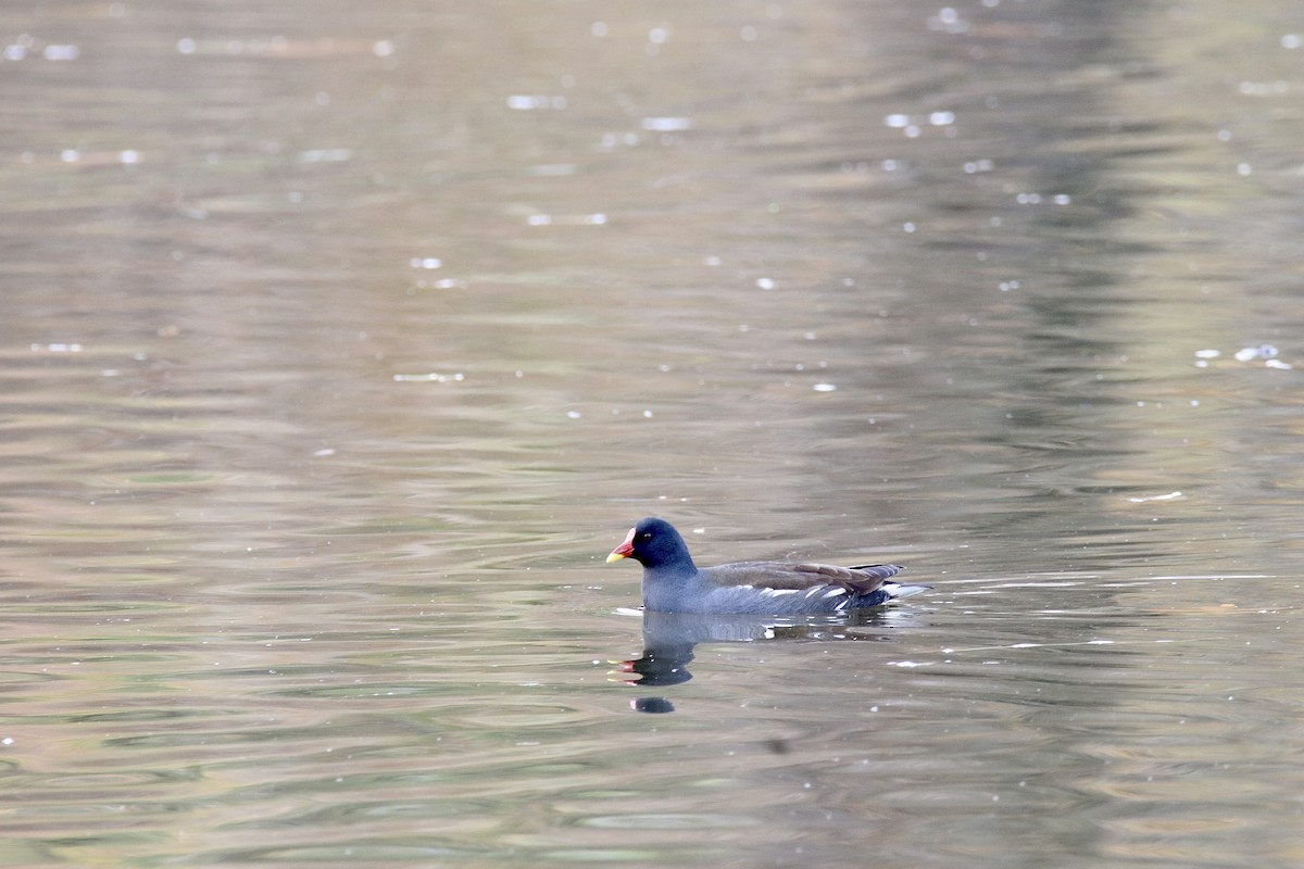 Eurasian Moorhen - ML645313932