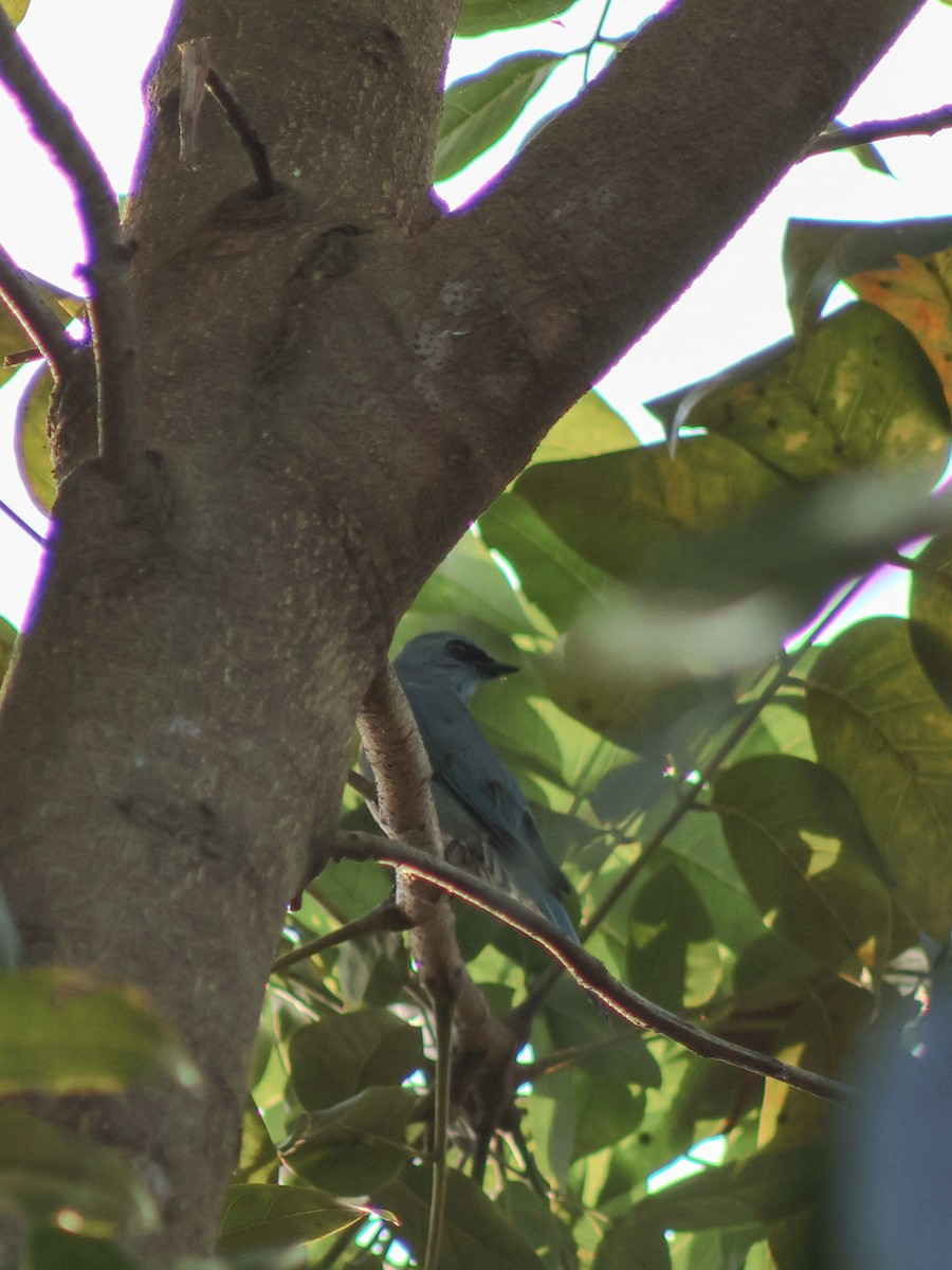 Verditer Flycatcher - ML645313933