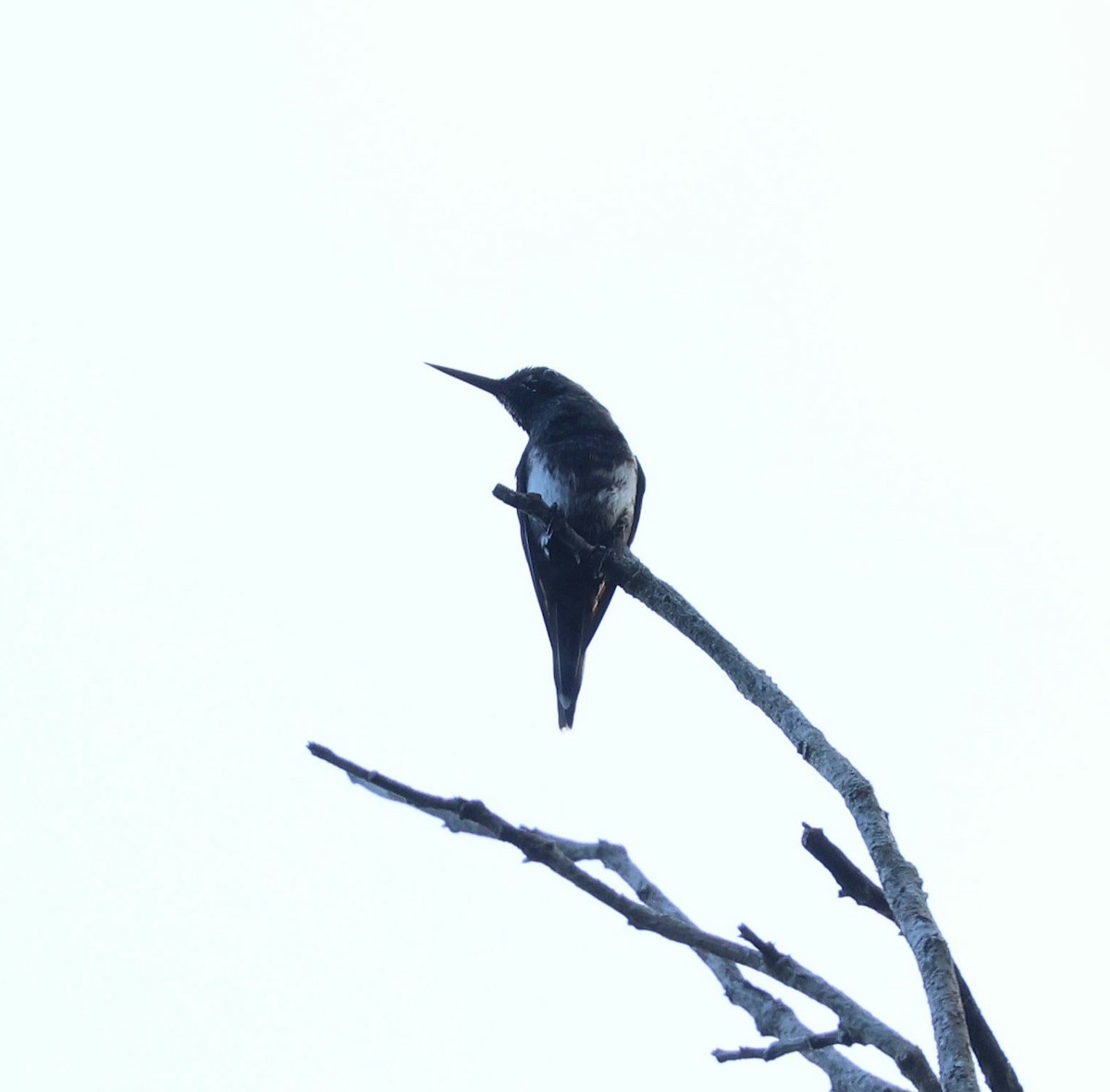 Black-bellied Thorntail - ML645313937