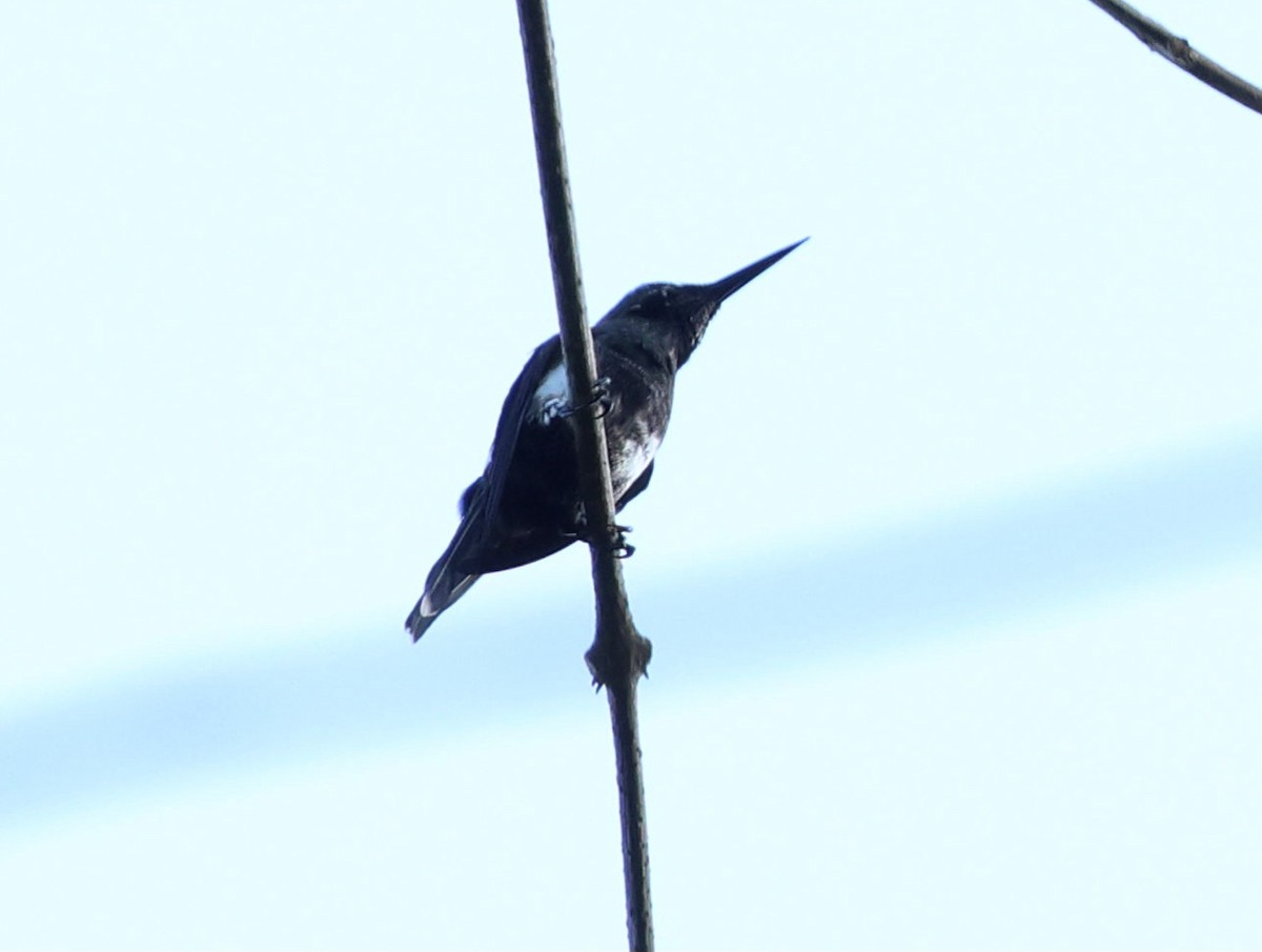 Black-bellied Thorntail - ML645313938