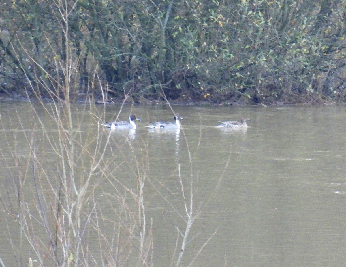 尖尾鴨 - ML645313939