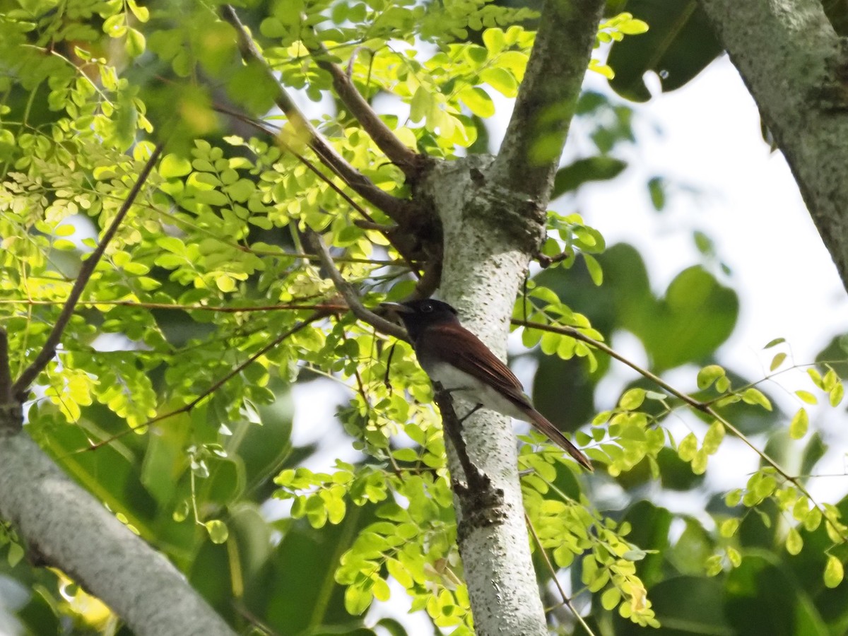 Siyah Japon Monarkı - ML645313940