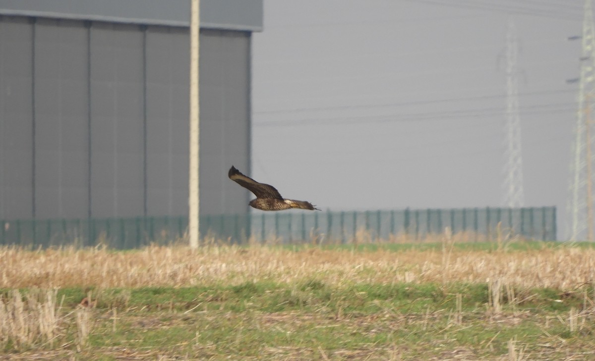 Buse variable - ML645313942