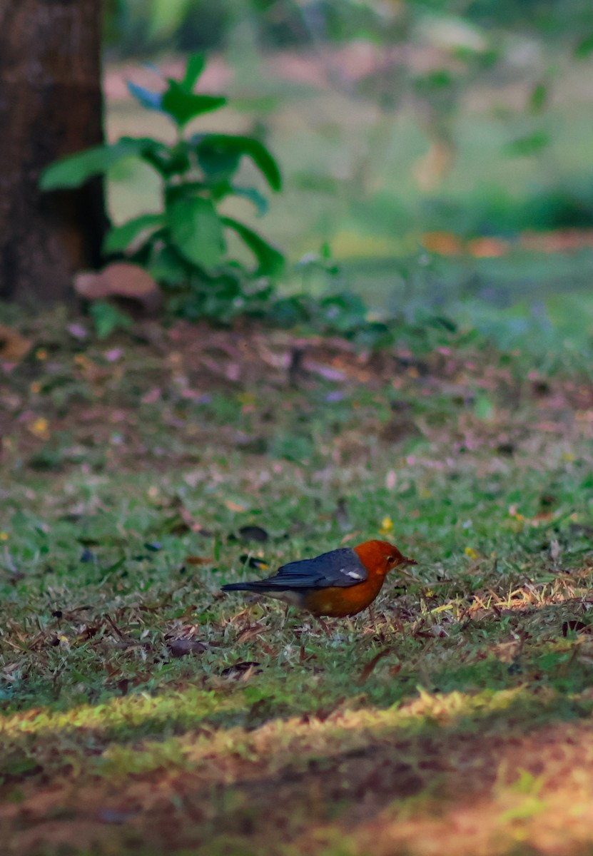 Orange-headed Thrush - ML645313943