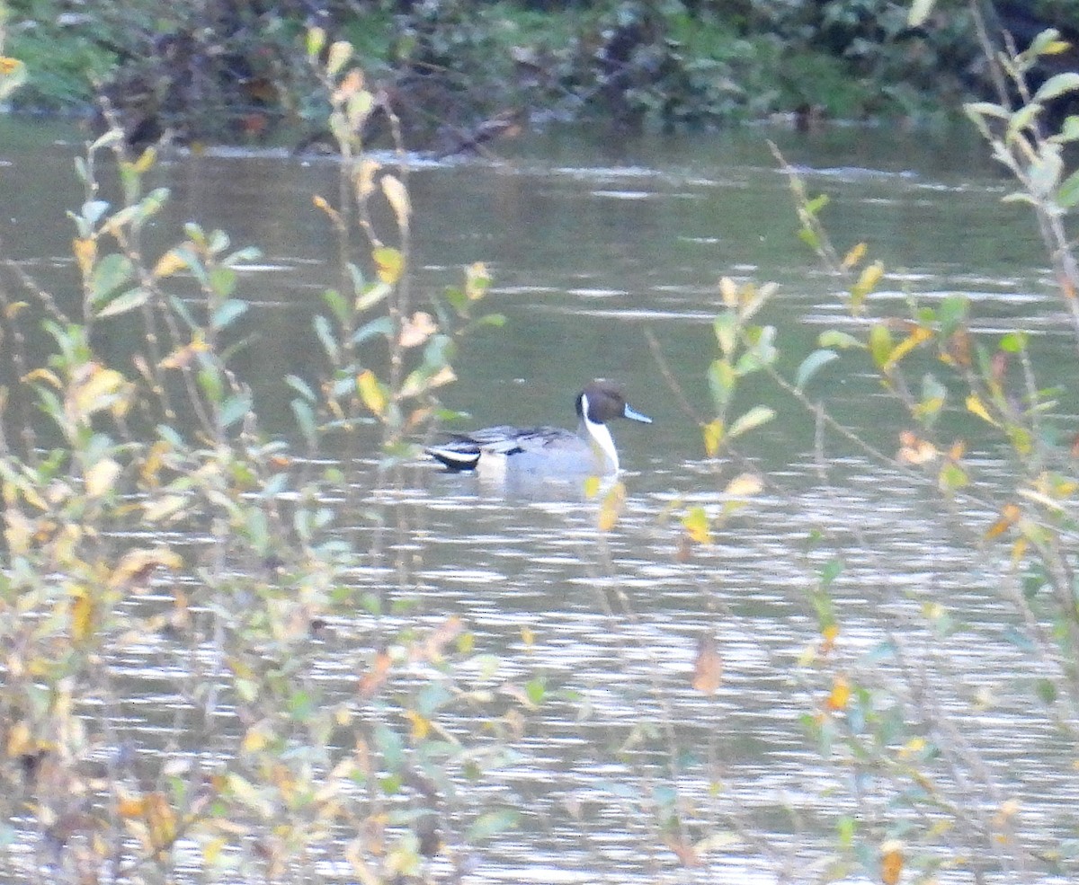 尖尾鴨 - ML645313948