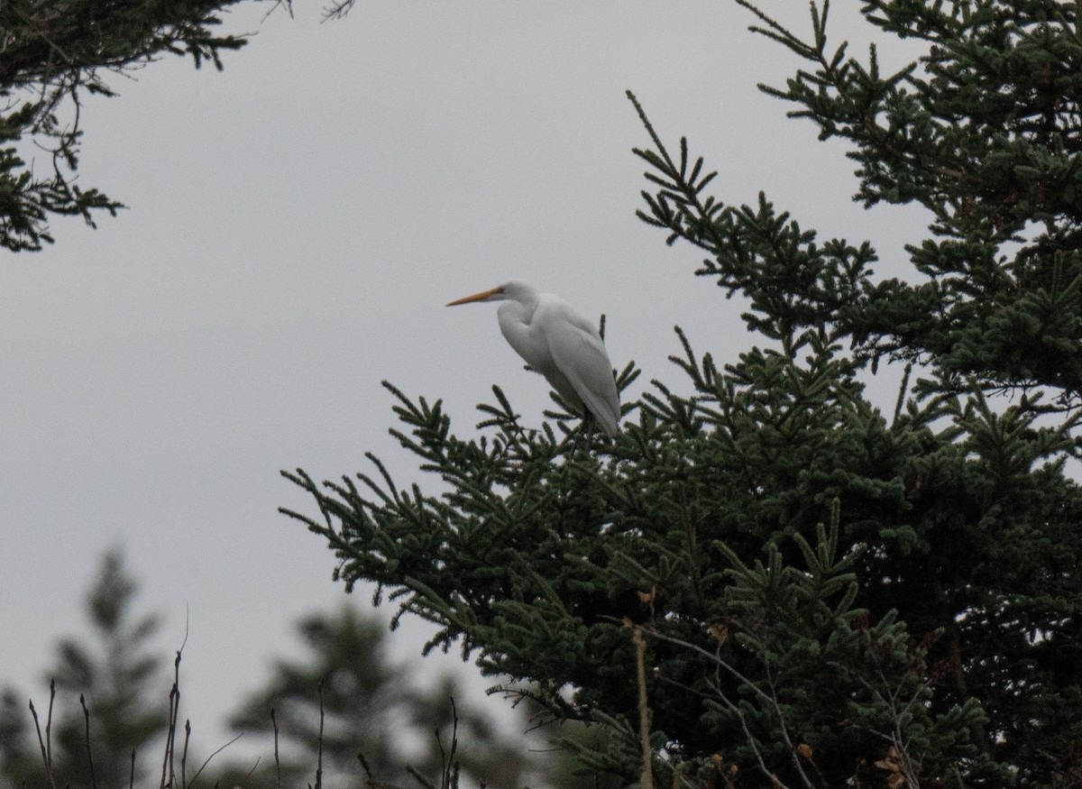Great Egret - ML645313952