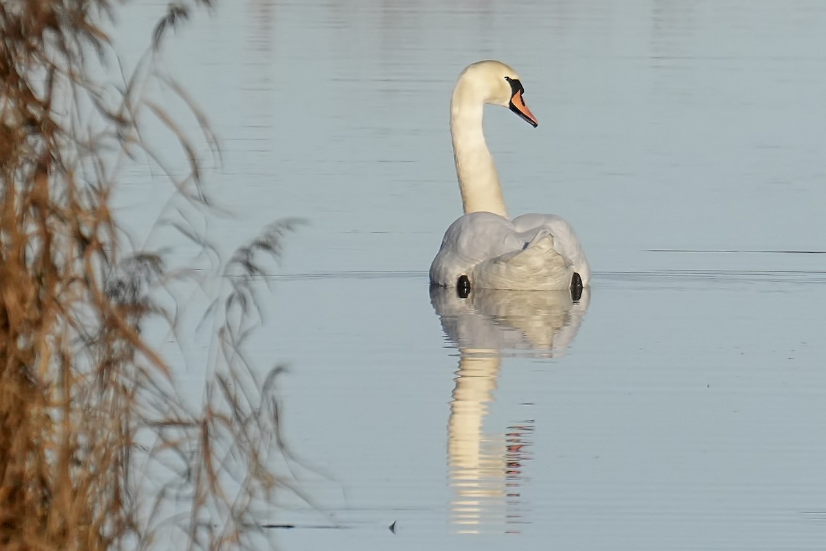 Mute Swan - ML645313974
