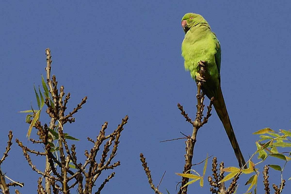 Halsbandsittich - ML645313982