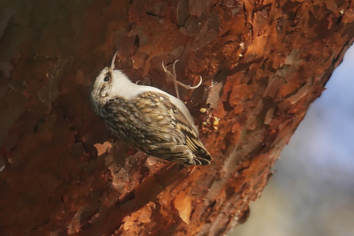 Eurasian Treecreeper - ML645313983