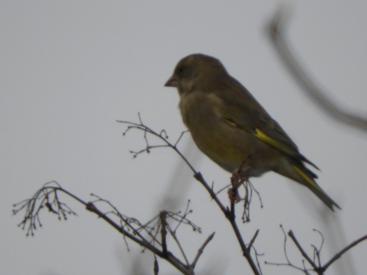 Verdier d'Europe - ML645313984