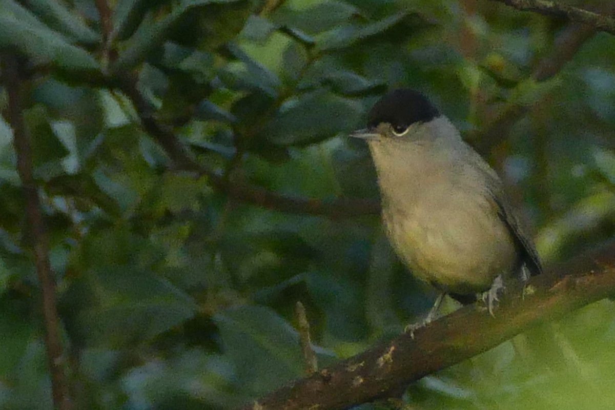 Mönchsgrasmücke - ML645313988