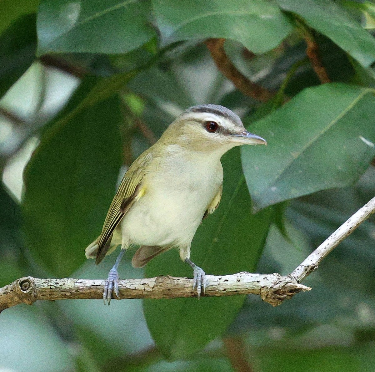 Красноглазый виреон - ML645313997