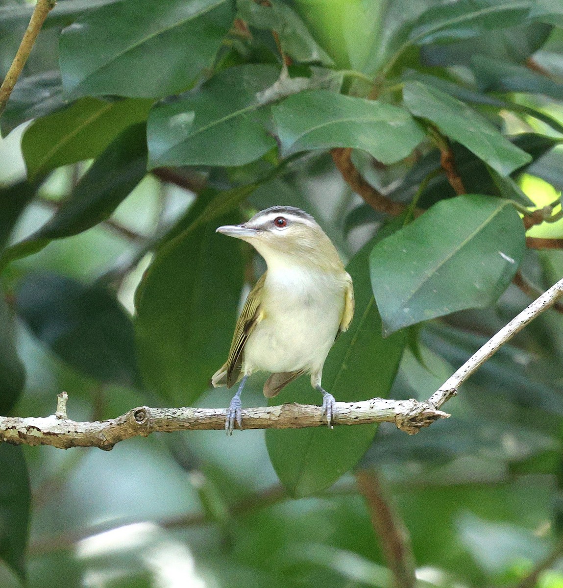Красноглазый виреон - ML645313998