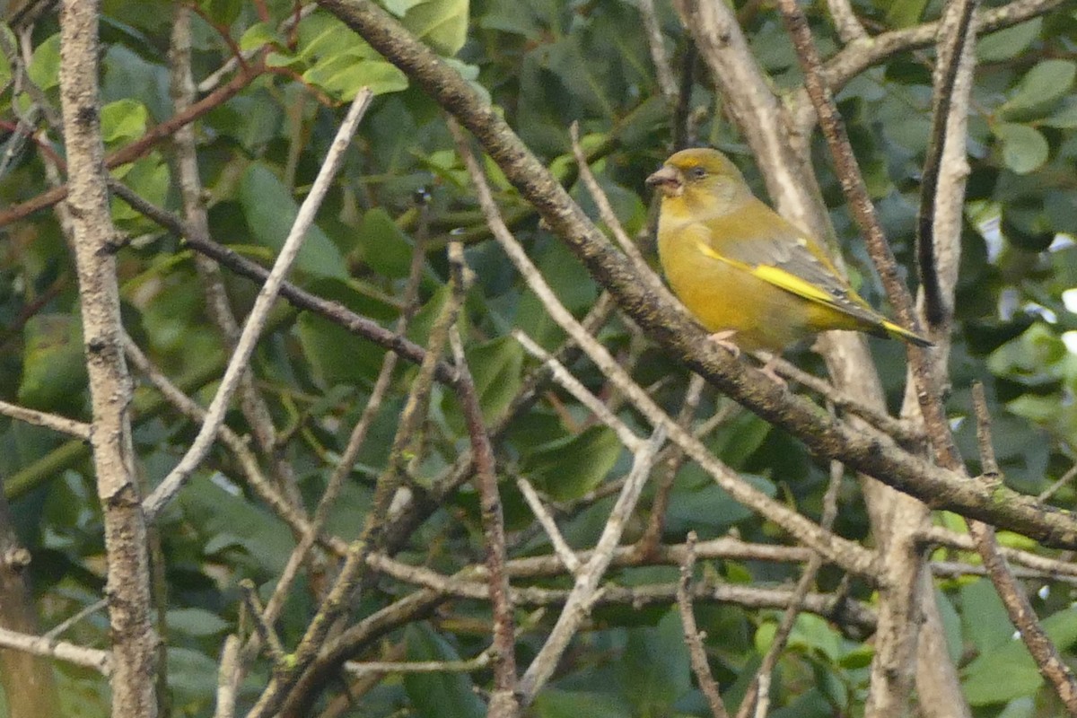 Sperlingsvogel, unbestimmt - ML645314002