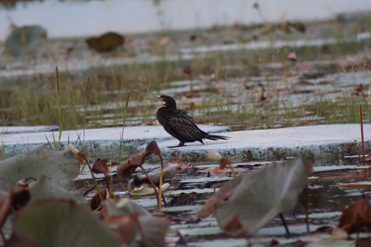 Little Cormorant - ML645314012