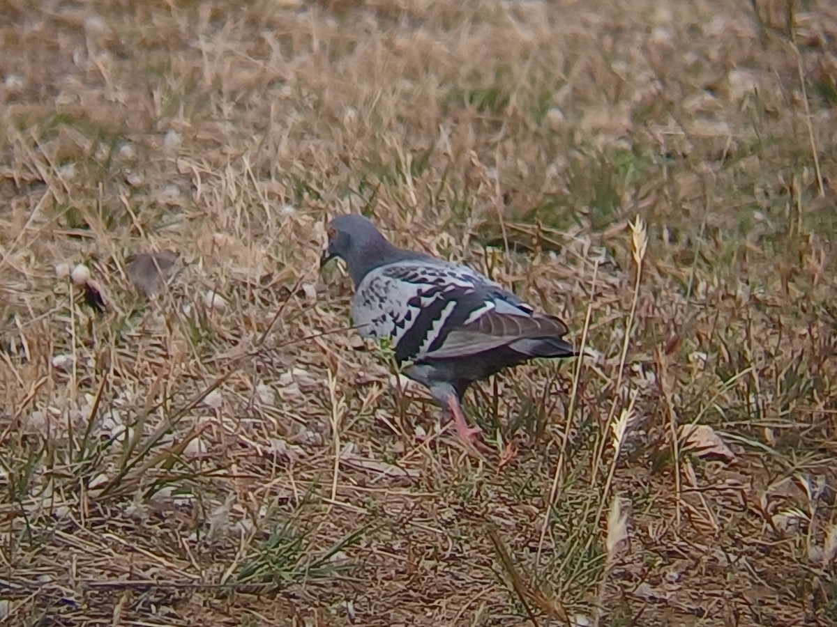 יונת בית - ML645314022