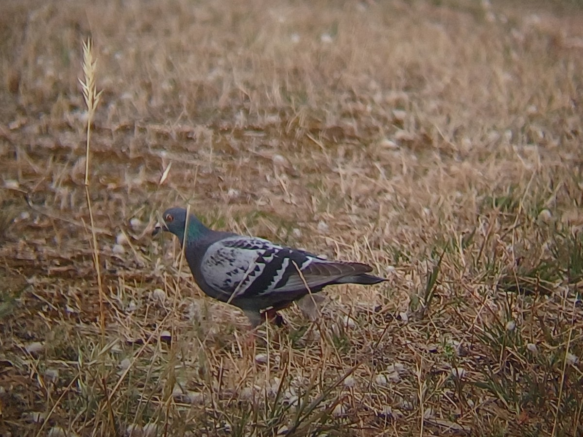 יונת בית - ML645314025
