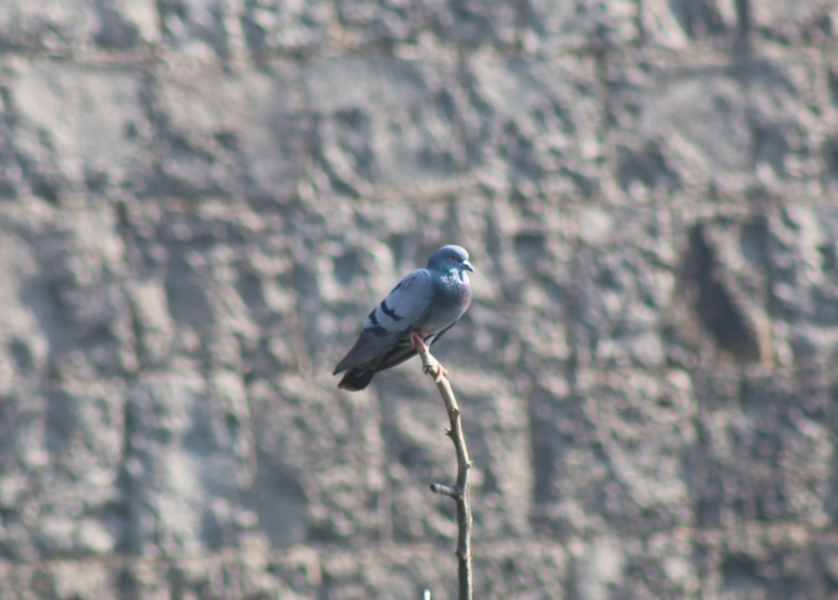 יונת בית - ML645314036