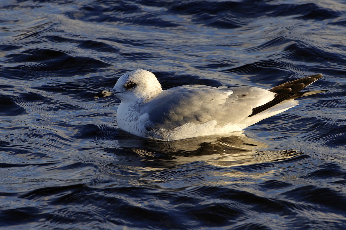 Common Gull - ML645314039
