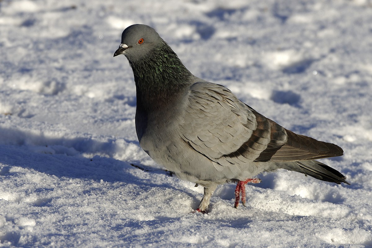 יונת בית - ML645314042