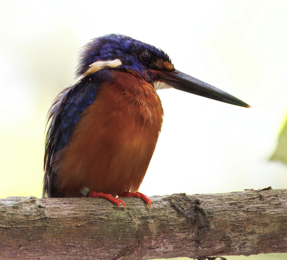 Blue-eared Kingfisher - ML645314043
