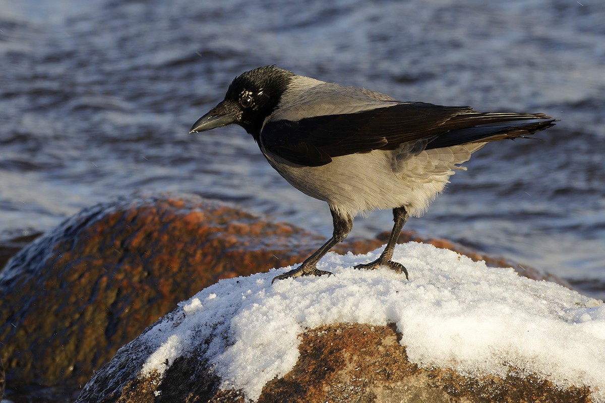Hooded Crow - ML645314045