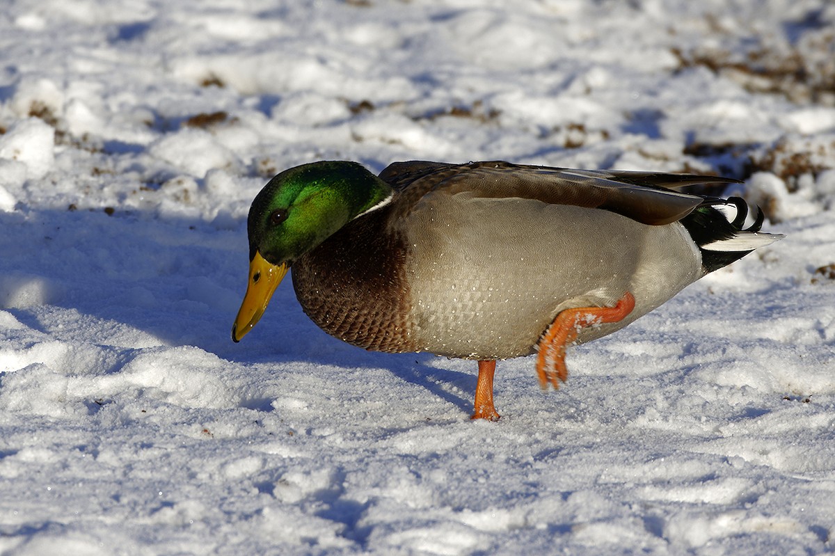 Mallard - ML645314046
