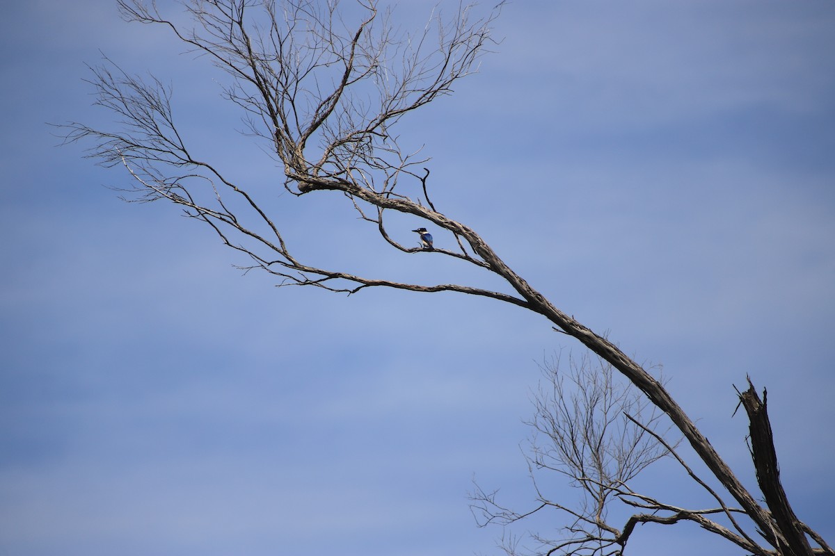 Forest Kingfisher - ML645314049