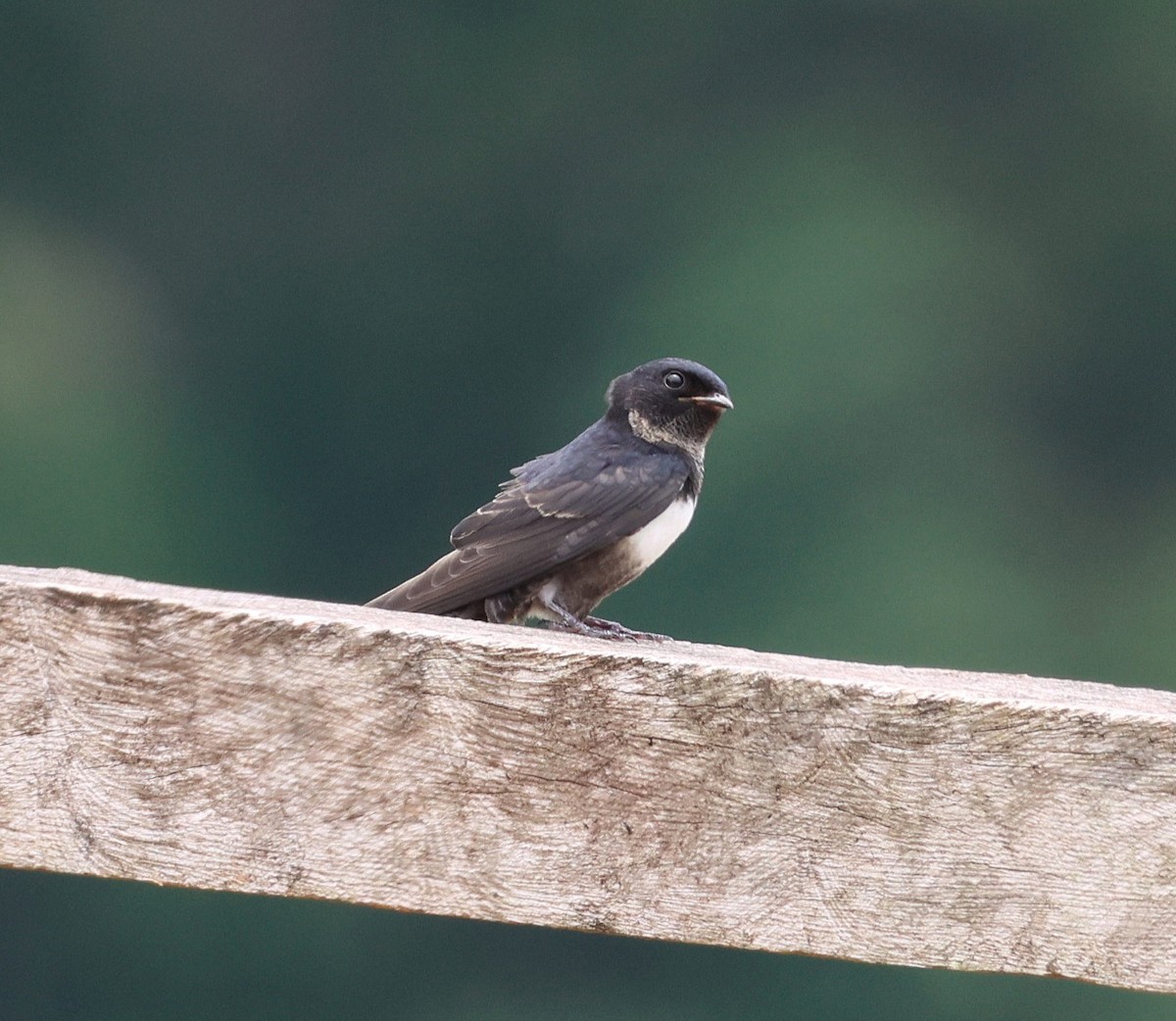 White-banded Swallow - ML645314050