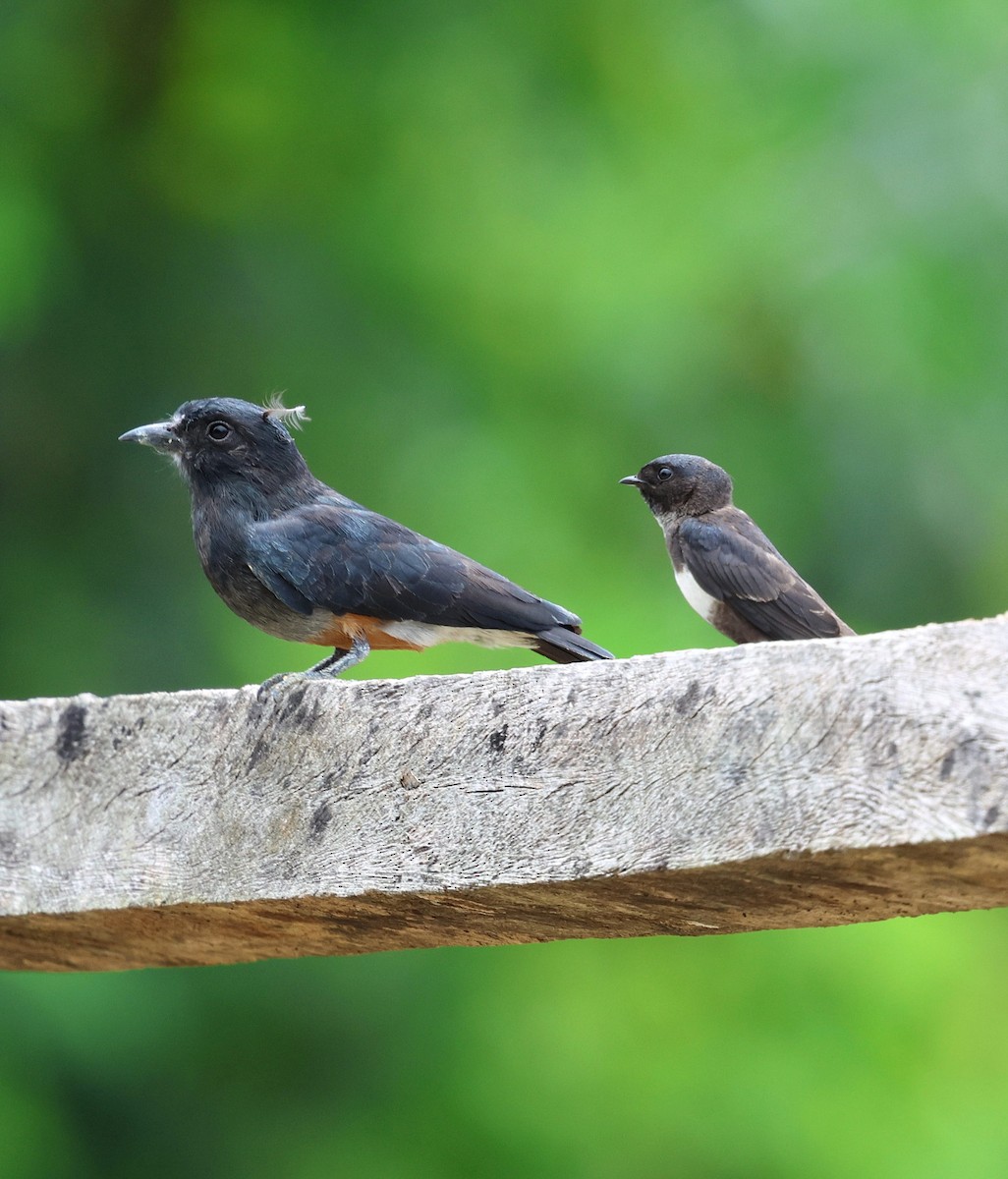 White-banded Swallow - ML645314051