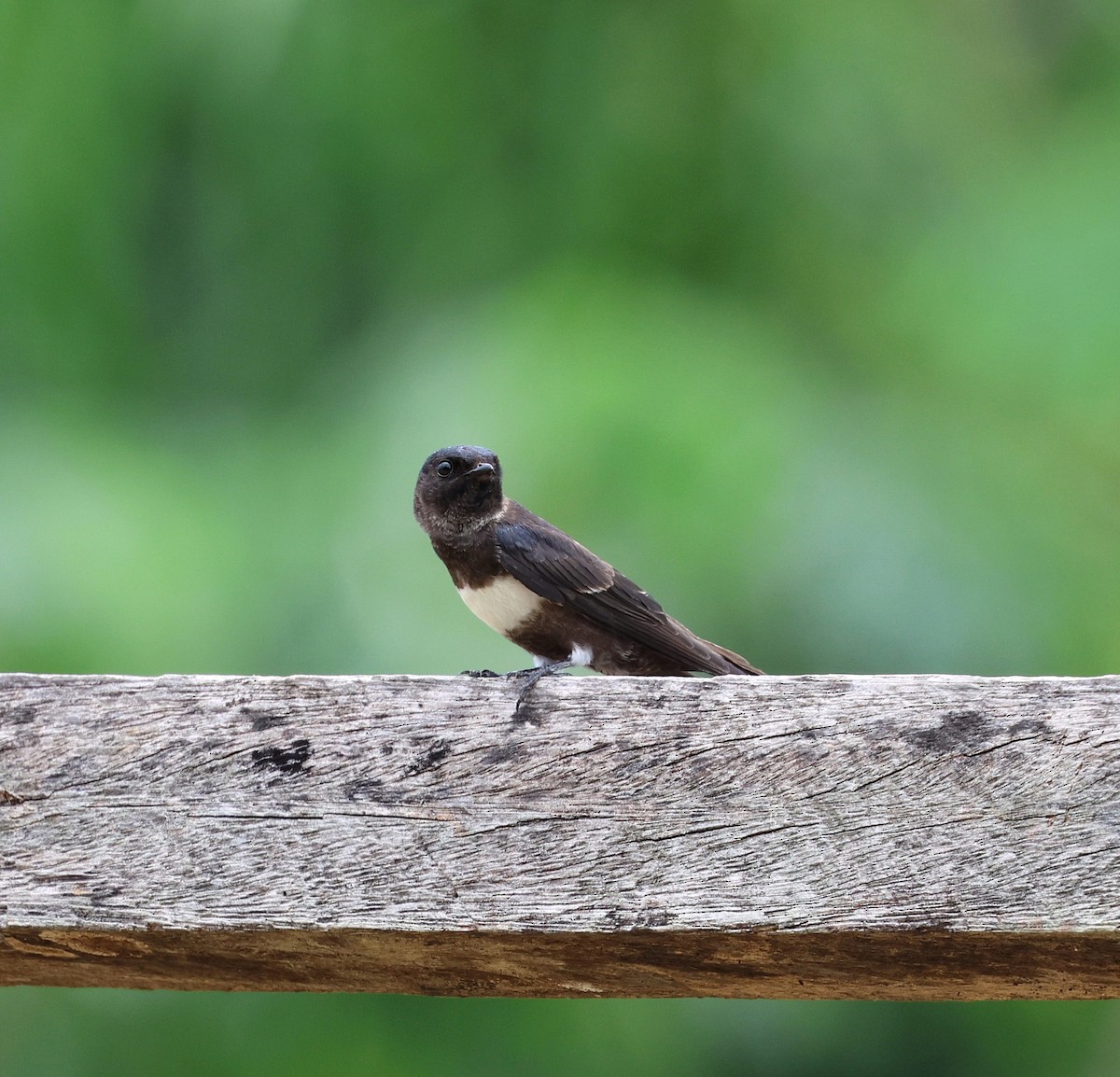 White-banded Swallow - ML645314052