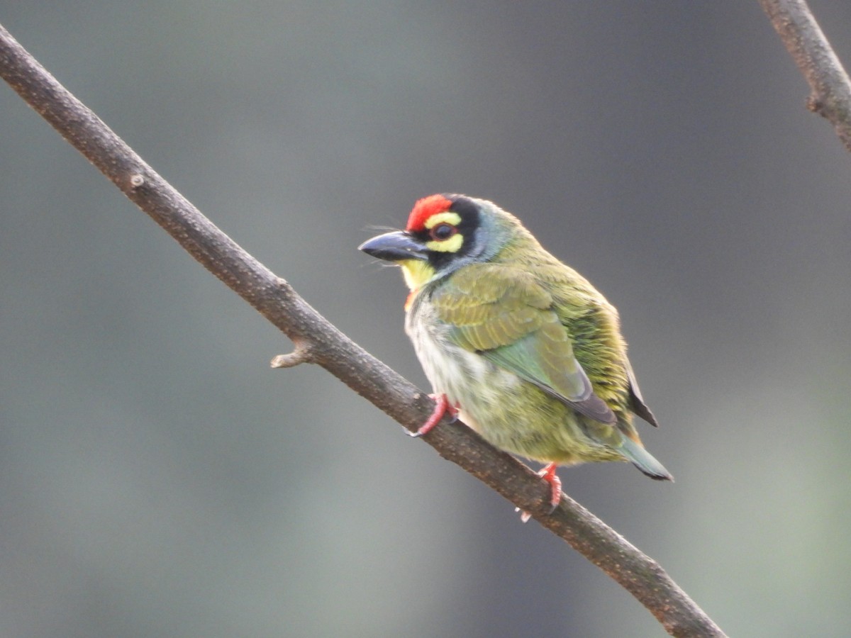 Coppersmith Barbet - ML645314054