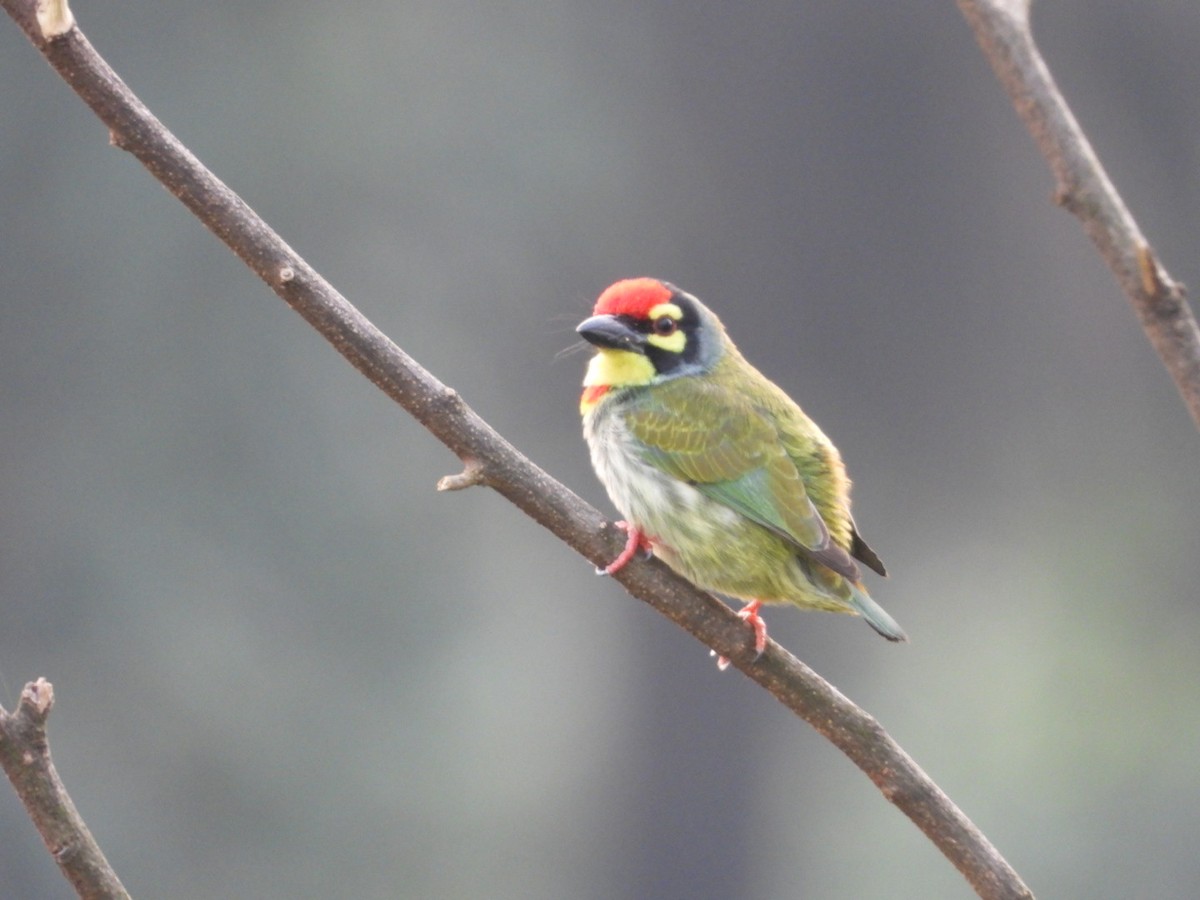 Coppersmith Barbet - ML645314056