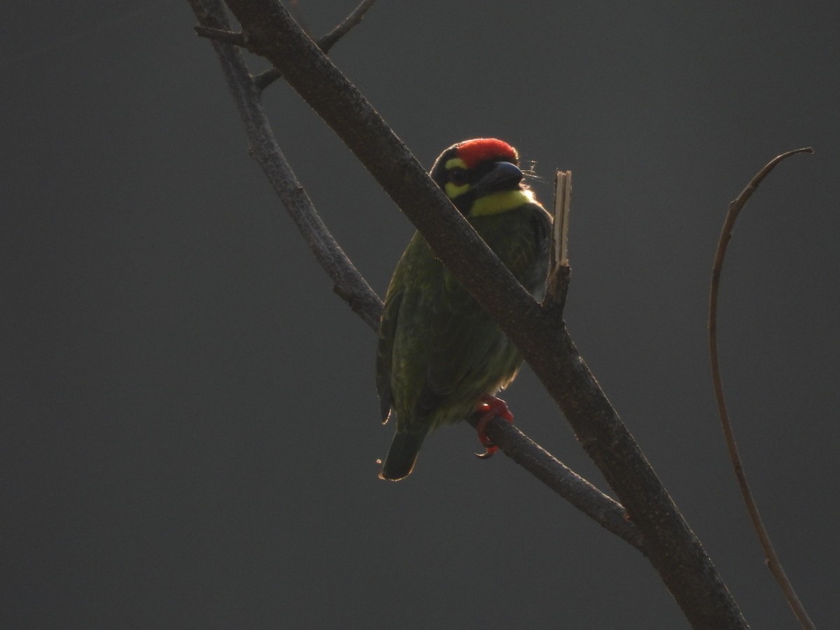 Coppersmith Barbet - ML645314057