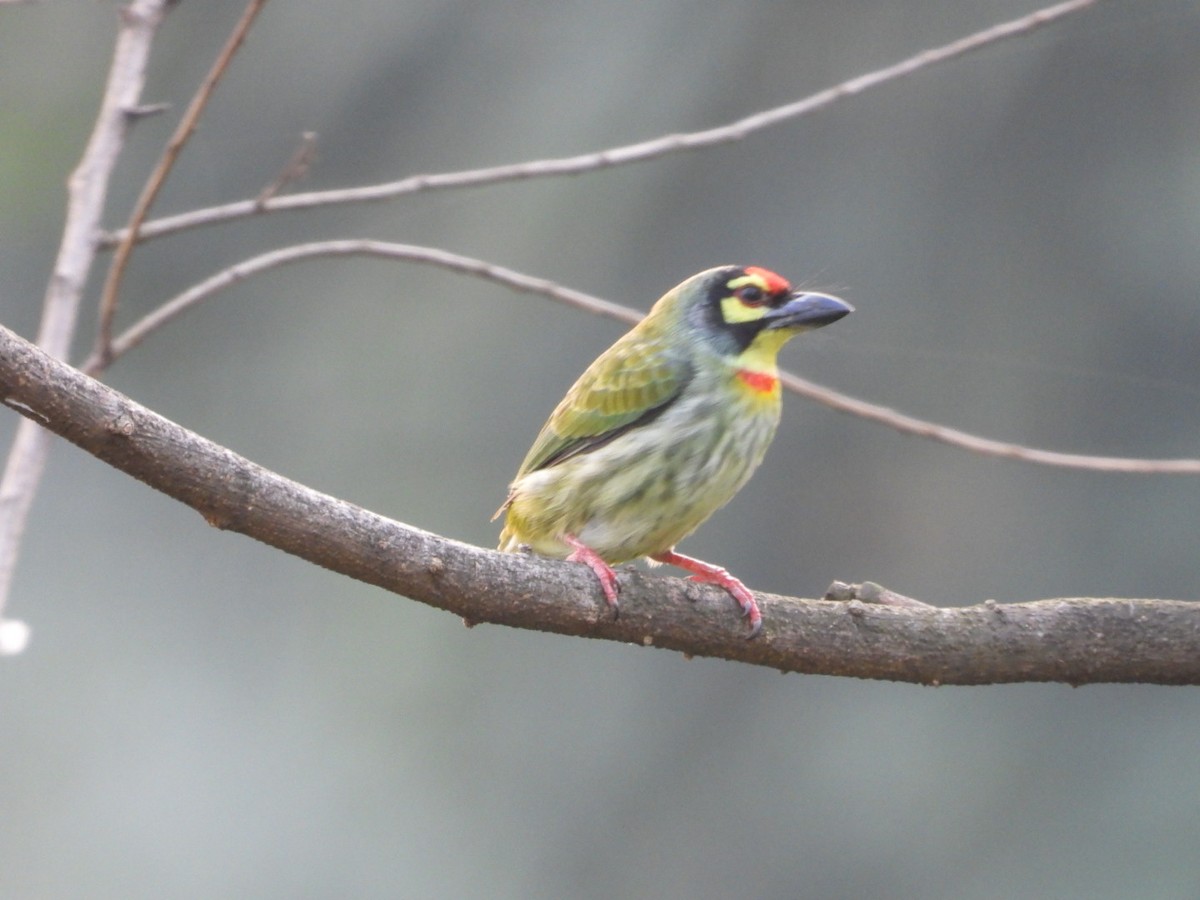 Coppersmith Barbet - ML645314058